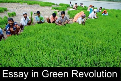 green revolution essay pdf