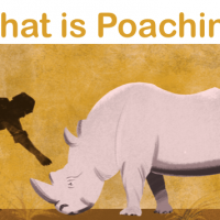 essay on poaching 1